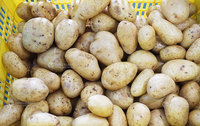 Nouvelle ligne de traitement automatique de lavage et de pelage de pommes de terre et de légumes Fengxiang avec machine à peler à lame spirale