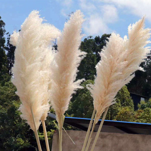 AF9002 Flores decorativas secas naturales duraderas coloridas Fragmites de caña grande communis pampas Gras - Product Image 2