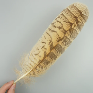 HP-69 Plumage de <span class=keywords><strong>faisan</strong></span> à col rond brun Nat.1.5-2in 3G Plume de <span class=keywords><strong>faisan</strong></span> - Product Image 5