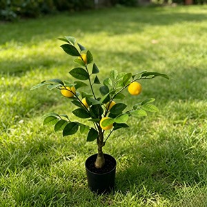 Vivid Juicy Round Citrus Fruit Foliage with plump vivid fruits for courtyard landscaping shop window festival fresh pastoral - Product Image 6