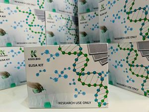 Rat CAV1 ad alta sensibilità rilevamento Caveolin-1 ELISA <span class=keywords><strong>Kit</strong></span> 0.05-10 Ng/mL gamma reagenti chimici - Product Image 3