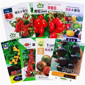 Graines de tomates fraises - Jeunes plants super sucrés, variété Iron Bark du Nord-est, en fibre de coco - Product Image 2
