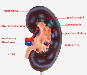 Modelo anatómico de riñón de enseñanza, sistema urinario, anatomía, modelo de riñón humano, modelo anatómico de riñón de plástico humano - Product Image 4