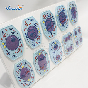 Models of mitosis and meiosis in plant and animal cells; demonstration teaching aids for chromosome <b>changes</b> in biology. - Product Image 1