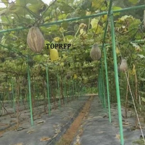 Passion Fruit Support Pole Vegetable Shed Fiberglass Fiber Pole Arch Shed Fiber Tube Fence - Product Image 3