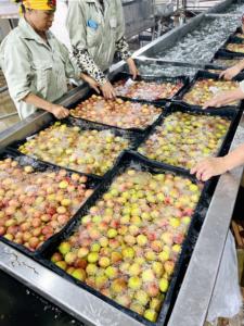 Lichi Orgánico Congelado Estándar de Exportación, Envasado al Vacío a Granel, Sin Azúcar, para Bebidas, Postres y Mezclas de Frutas - Product Image 6