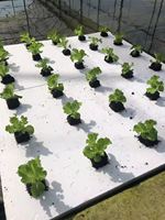 Planche de plantation de riz flottante XPS/EPS DWC radeaux hydroponiques flottants