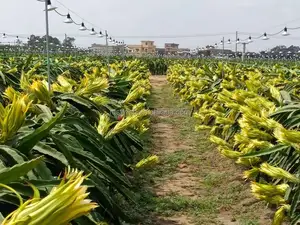 Tali lampu LED spektrum penuh tahan air luar ruangan bohlam penumbuh tanaman Daisy rantai naga buah lampu tumbuh Led