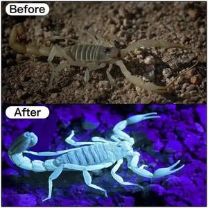 Đèn pha LED chống nước có thể sạc lại USB Đèn pha zoom để cắm trại & tự vệ Đèn pha phía trước ánh sáng trắng UV 395nm mạnh mẽ - Product Image 5