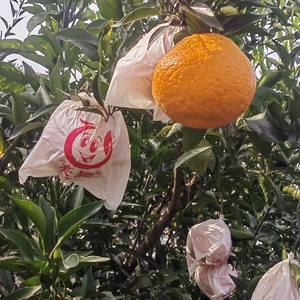 2024 Offre Spéciale nouvelle récolte succulente fraîche <span class=keywords><strong>Papa</strong></span> Mandarin <span class=keywords><strong>Orange</strong></span> Agrumes avec joli paquet - Product Image 3