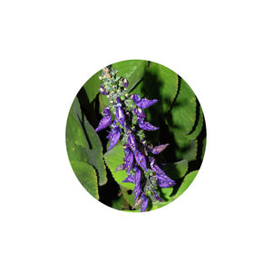 Su çözümü <span class=keywords><strong>Coleus</strong></span> <span class=keywords><strong>Forskohlii</strong></span> kök ekstresi <span class=keywords><strong>Forskolin</strong></span> 10%-98% - Product Image 2