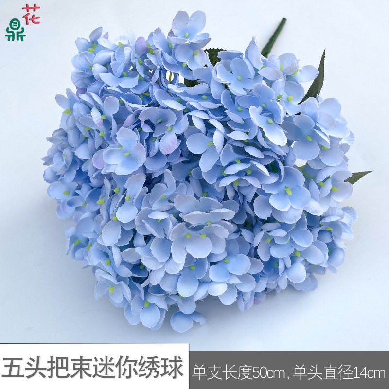 Mini Hortensia à cinq têtes WZT Bleu Ciel
