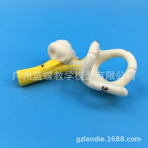 Modèle anatomique des canaux semi-circulaires de l'oreille humaine, cochléea, canal semi-circulaire, oreille interne, modèle d'oreille, modèle du labyrinthe auditif - Product Image 2
