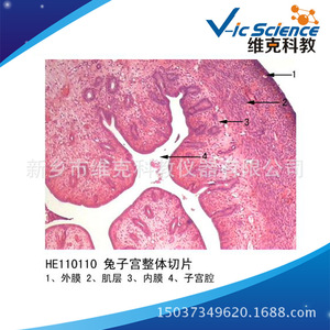 Whole section of rabbit uterus; histology and embryology; reproductive system; animal section; <b>microscope</b> slide. - Product Image 5