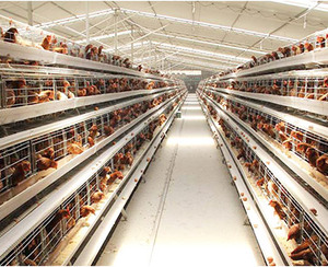 <span class=keywords><strong>Cage</strong></span> de poulet de volaille de haute qualité pour poulet de chair en liberté plancher à lattes en plastique à plusieurs niveaux pour <span class=keywords><strong>cage</strong></span> à poulet - Product Image 6