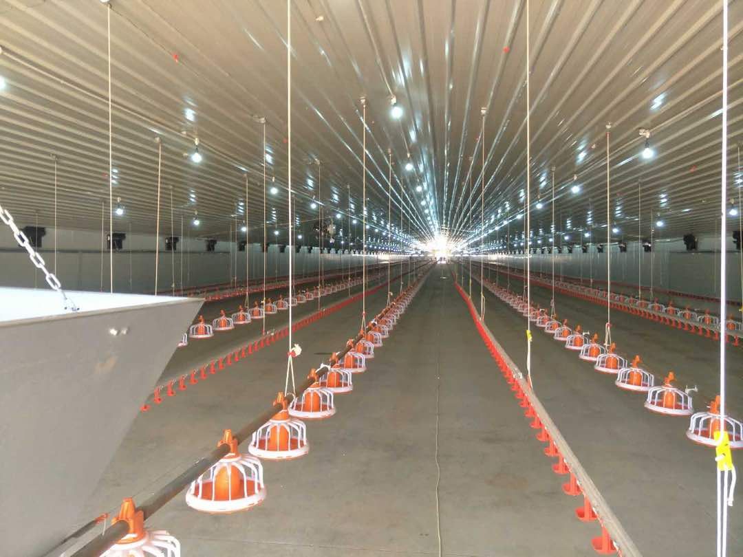 Automatic Feeding Line For Poultry Poultry Equipments Production Line Feeding Chicken Feeder Poultry Farm Animal Feeders