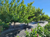 Barrière contre les mauvaises herbes paysage tissu écologique jardin barrière contre les mauvaises herbes paysage tissu robuste couverture de sol tissu Anti-mauvaises herbes
