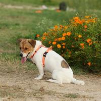 TRUE LOVE-Harnais réfléchissant pour chien, gilet pour aventure en plein air, avec laisse, assorti pour harnais pour chien personnalisé