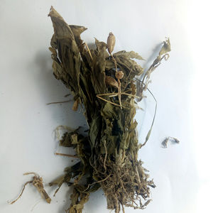 Venta al por Mayor de Hierba Silvestre Natural Seca Entera, Liparis Nervosa, Plantas Twayblade Altas - Product Image 2