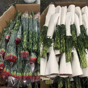 ดอกคาร์เนชั่นผสมสีเหลืองสีแดงตัดดอกคุณภาพสวนสดสำหรับร้านดอกไม้และร้านค้า - Product Image 4