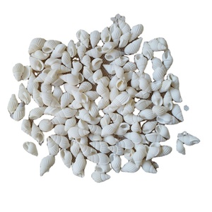 Conchas Marinas Naturales Miniatura al por Mayor, Conchas <span class=keywords><strong>de</strong></span> <span class=keywords><strong>Caracol</strong></span>/Trompeta para Decoración <span class=keywords><strong>de</strong></span> Bodas/Festivales/Fiestas - Product Image 2