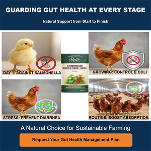 Additif alimentaire naturel à base de plantes pour la santé intestinale des volailles |   Extrait de Houttuynia Schisandra |   Alternative aux <span class=keywords><strong>antibiotiques</strong></span> |   GMP - Product Image 5