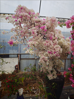 Bibit Bonsai Bougainvillea Kelopak Ganda Multi Warna Putih Ungu Oranye Bunga Hias Tanaman Dekoratif Lanskap Fujian