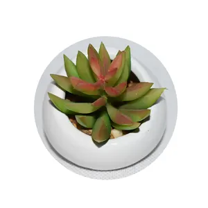 迷你热带植物盆景五角星，适合在电脑旁边装饰