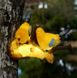 ไฟตกแต่งรูปนกพร้อมมาตรฐาน IP65 สำหรับตกแต่งภายนอกอาคารในช่วงเทศกาลและจัดสวน ตกแต่งคริสต์มาสและฮาโลวีน - Product Image 1