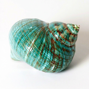 Concha de Turbante Verde Natural, Hecha a Mano, Duradera, Material Orgánico Pulido, Tacto Real, Tema Animal, Decoración del Hogar, Boda, Festividad - Product Image 1