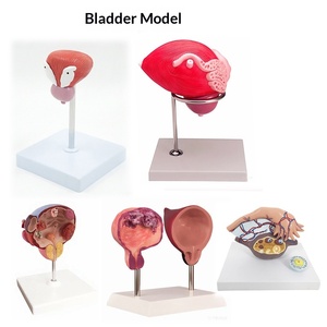 Modelo de anatomía renal ampliado, glándulas suprarrenales, riñón enfermo, modelo anatómico de órgano interno humano para escuelas de ciencias médicas - Product Image 4