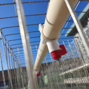 <span class=keywords><strong>Senegal</strong></span> multier חקלאי אוטומטי ציוד חקלאי פלדה מגולוון עבור ביצה הנחת שכבת עוף - Product Image 5