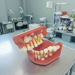 Modelo de demostración de desarrollo de dientes dentales manuales para enseñanza médica, instrumento quirúrgico de dentición de desarrollo gráfico - Product Image 5
