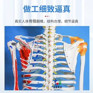Modèle de squelette humain à corps entier de 170 cm avec structure détachable pour le yoga, incluant les muscles, les ligaments, le bassin, etc. - Product Image 2