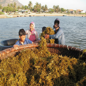 Sargassum-algas marinas secas respetuosas con el medio ambiente, polvo de algas marinas Sargassum de Vitenam-Katy HH + 84795877933 - Product Image 1