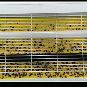 Piège à colle pour mouches à taux de capture élevé, adhésif puissant, non toxique, pour le contrôle des nuisibles à la maison et au niveau commercial - Product Image 4