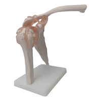 Simulation de formation en sciences médicales, squelette humain grandeur nature, modèle anatomique d'articulation musculaire et d'épaule avec ligaments