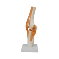 Modelo de Enseñanza de Ciencias Médicas DARHMMY, Modelo de Articulación de Rodilla Funcional de Material PVC para Entrenamiento de Estudiantes, Número de Modelo BOU/A202