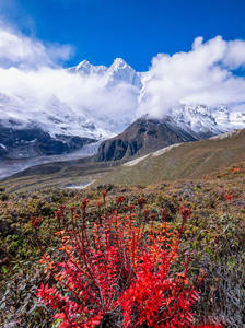 Высокое качество, корень родиолы розовая, сушеные травы, пищевая кора, использованная в вакуумной упаковке, 1 кг - Product Image 6