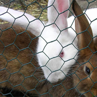Cage à lapins galvanisée directement de l'usine, cage à lapins commerciale, cage en fil métallique, cage d'élevage de lapins, équipement d'élevage, vente en gros
