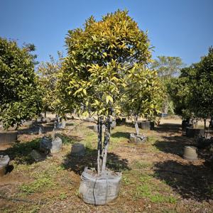 Hokbg ถุงปลูกต้นไม้สำหรับเรือนเพาะชำขนาดใหญ่ส่งตรงจากโรงงานสำหรับสวนมังคุด - Product Image 5