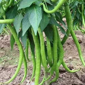 เปลือก<span class=keywords><strong>ต้น</strong></span>การบูรแห้งธรรมชาติจากฝูเจี้ยน ยี่ห้อจางชูปี้ สำหรับใช้เป็นสมุนไพร - Product Image 3