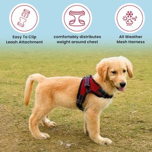 Arnés Ajustable para Perro con Cintas Personalizadas, Diseño Clásico para Exteriores, Asa de Control, Reflectante, de Nailon Sólido - Product Image 5