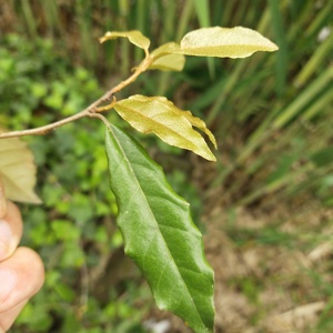 Hu tui zi ye foglia di Elaeagnus spinosa essiccata naturale per erbe - Product Image 3