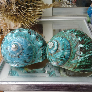 Caracoles Marinos Grandes <span class=keywords><strong>de</strong></span> Coral Verde Natural <span class=keywords><strong>de</strong></span> 4,5-5 cm, Conchas <span class=keywords><strong>de</strong></span> Turbante Turbo Originales para Decoraciones, Manualidades y Bricolaje - Product Image 6