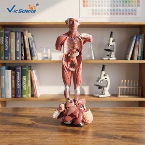Modelo Anatómico <span class=keywords><strong>Humano</strong></span> <span class=keywords><strong>de</strong></span> Tamaño Real <span class=keywords><strong>de</strong></span> 33 Partes con Músculos y Órganos, Hecho con PVC Ecológico para la Educación en Ciencias Médicas - Product Image 2