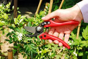 Ciseaux de jardinage pour l'élagage des plantes - Product Image 2