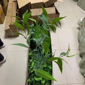 LO-1276 <span class=keywords><strong>Tige</strong></span> de verdure artificielle imprimée en 3D, Lys et <span class=keywords><strong>Bambou</strong></span>, 100 cm, Feuilles de Dracaena Reflexa artificielles pour Mariage et Aménagement Commercial - Product Image 6