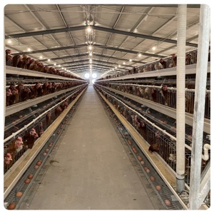 Hangar à volaille pour la conception d'aliments pour couches <span class=keywords><strong>Cage</strong></span> à coq à vendre MT ferme A type Prix de la <span class=keywords><strong>cage</strong></span> à poulet poules pondeuses - Product Image 6