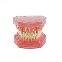 Modèle de dents préparées à gencives souples pour bouche complète, 32 modèles de dents préparées avec dents amovibles à gencives souples